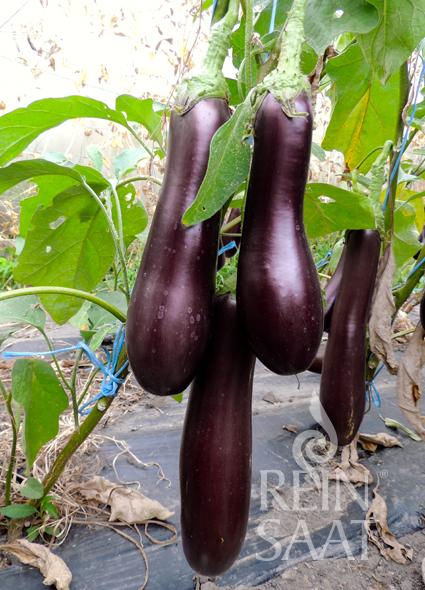 Violetta Lunga